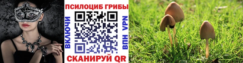 Галлюциногенные грибы Cubensis Смоленск